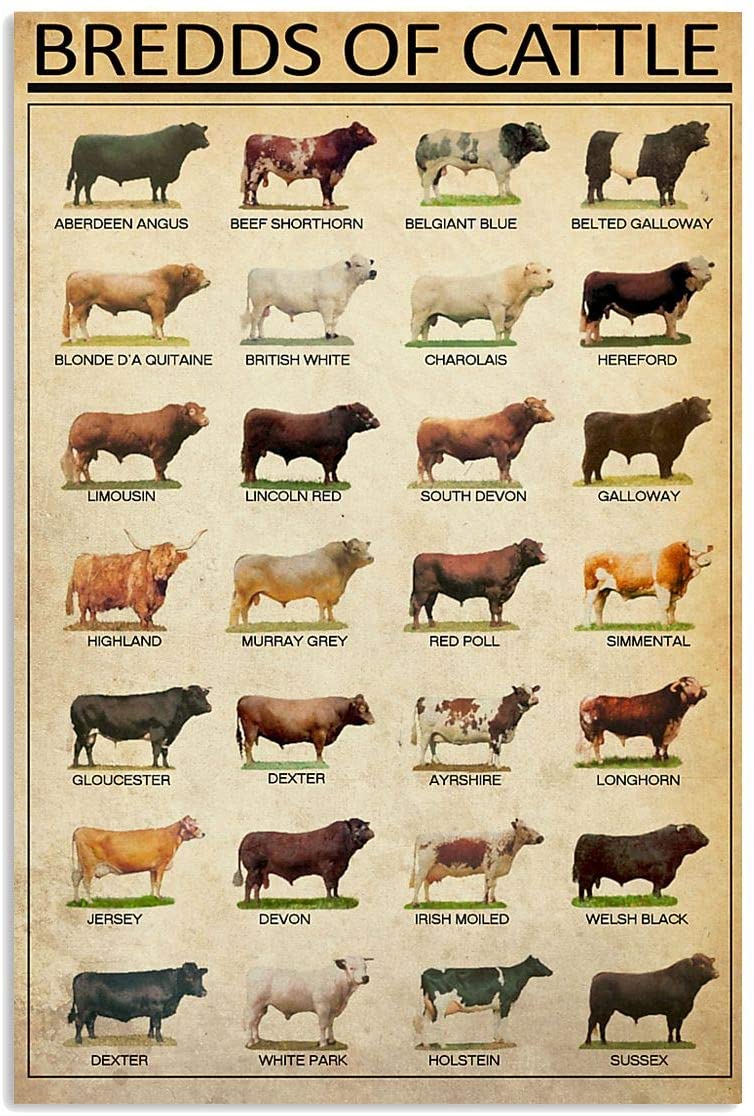 Breeds Of Cattle Cow Gifts For Lovers Poster Poster Home Art Wall Posters No Framed, Poster print, Wall Art