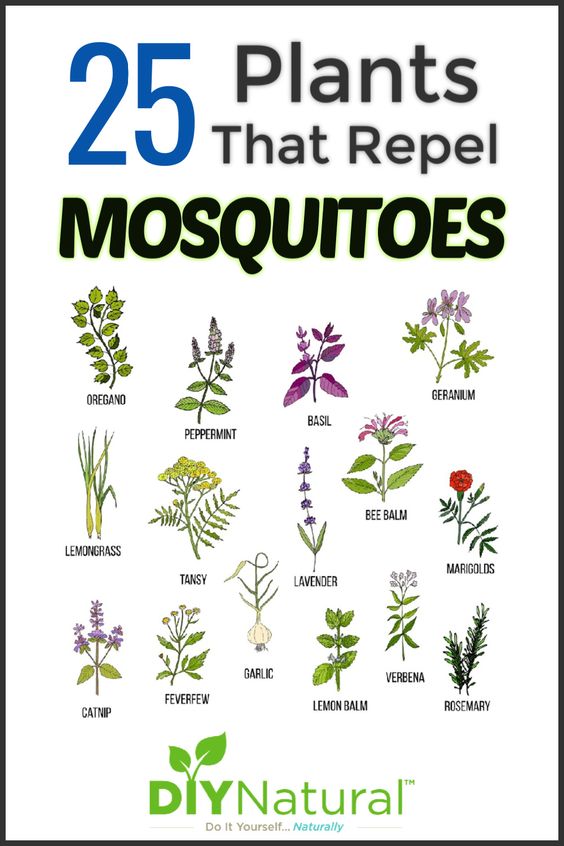 25 Plants That Repel MOSQUITOES Poster