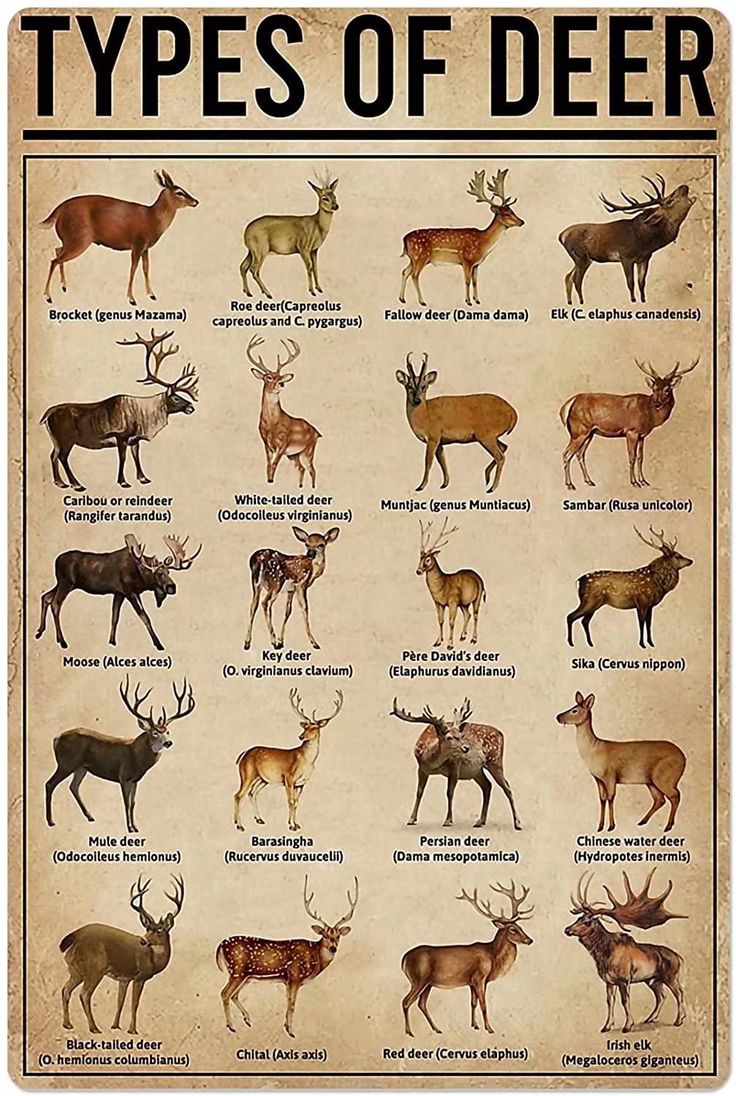 Cabenrm Types Of Deer Wall Retro Tin Sign,Bathroom Decoration for Bars,Restaurants