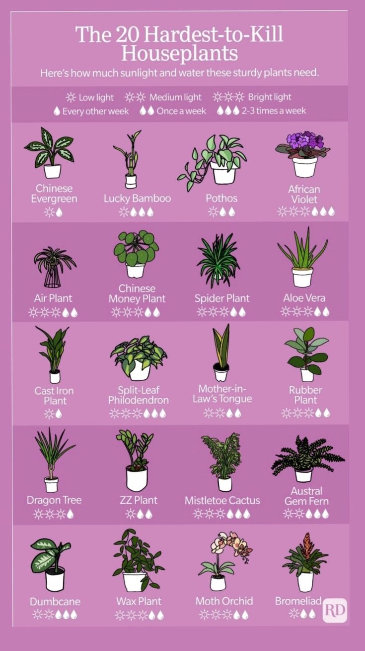 The 20 Hardest to Kill Houseplants Poster