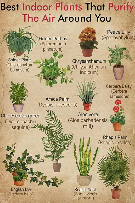 Best Indoor Plants That Purify The Air Around You Poster