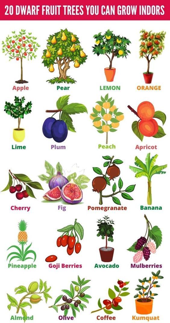 20 Dwarf Fruit Trees You Can Grow Indoors Poster N304, Retro Poster, Vintage Poster