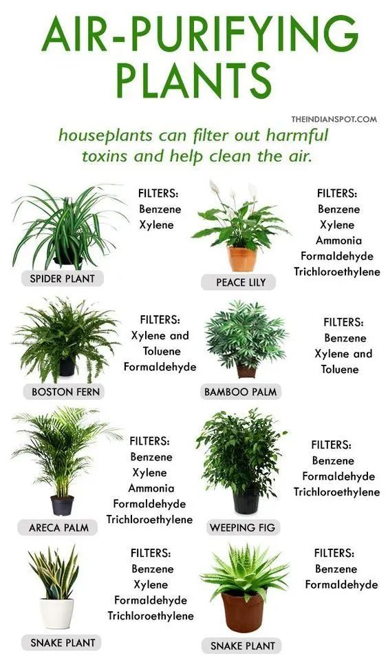 Air-purifying Plants Poster N304, Retro Poster, Vintage Poster