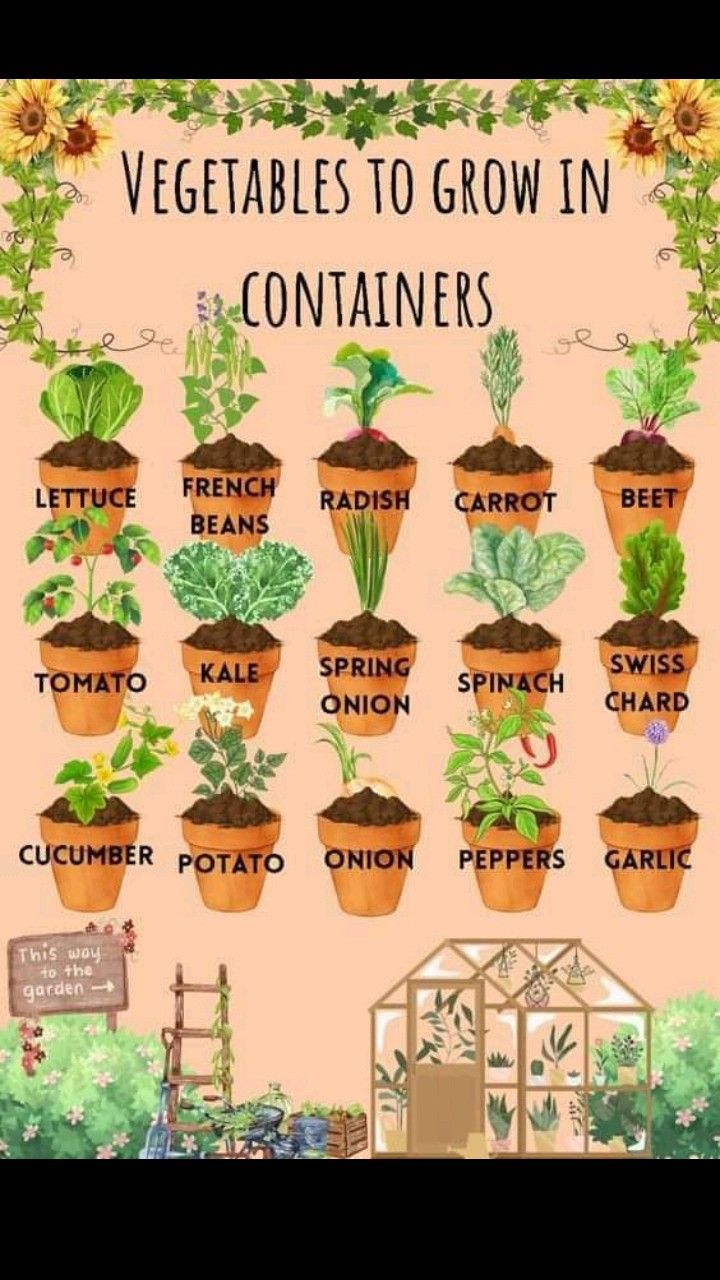 Vegetable to Grow in Containers Poster