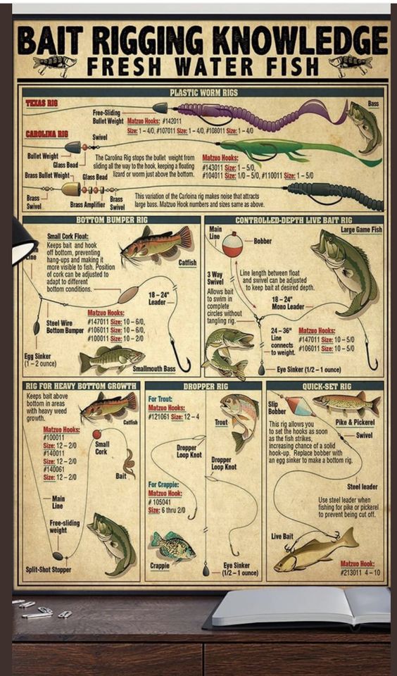 Bait Rigging Knowledge Fresh Water Fish Poster