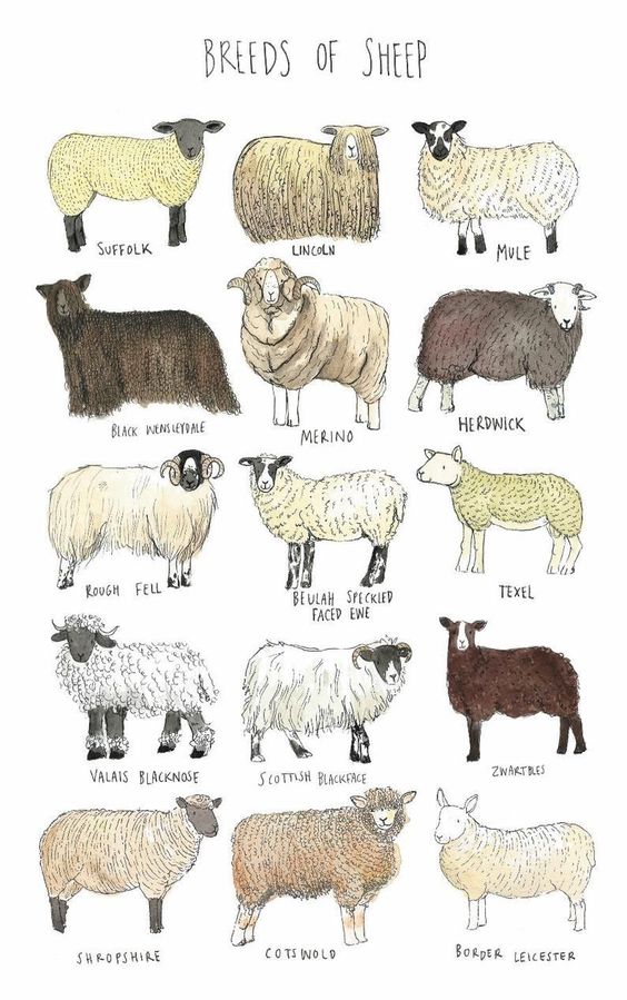 breeds Of Sheep Poster N304, Retro Poster, Vintage Poster