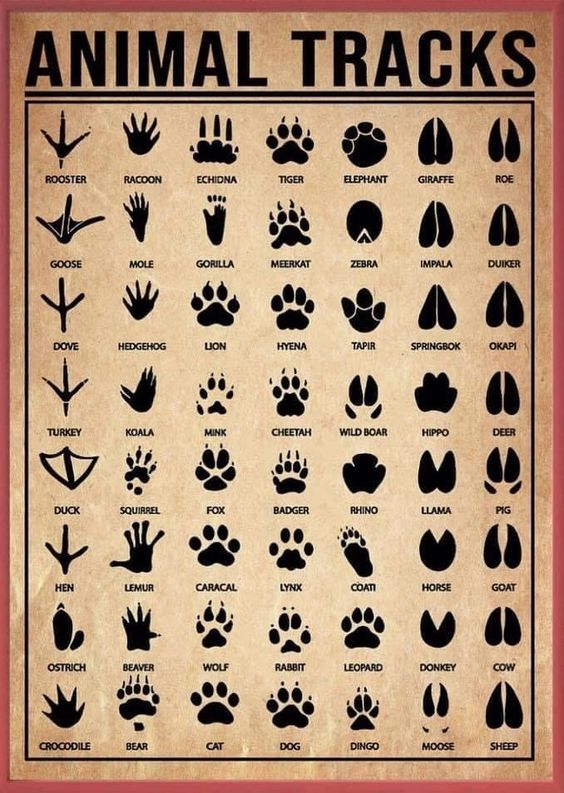 Animal Tracks Poster N304, Retro Poster, Vintage Poster