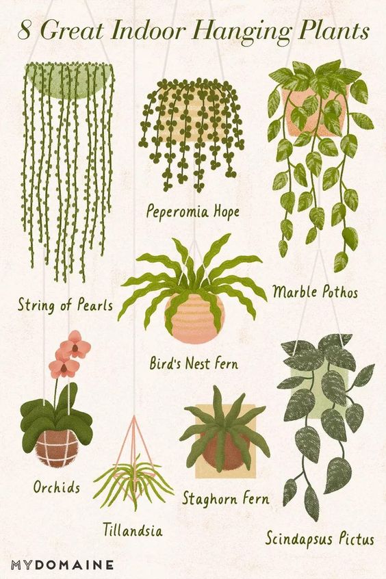 8 Great Indoor Hanging Plants Poster