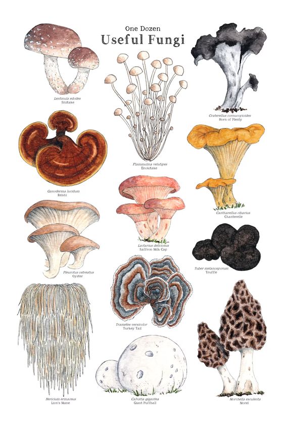 Useful Fungi Poster