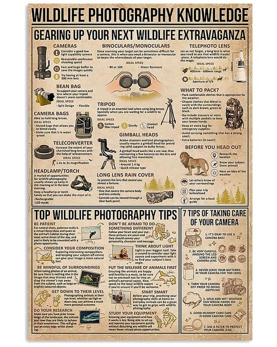 Wildlife Photography Knowledge Poster