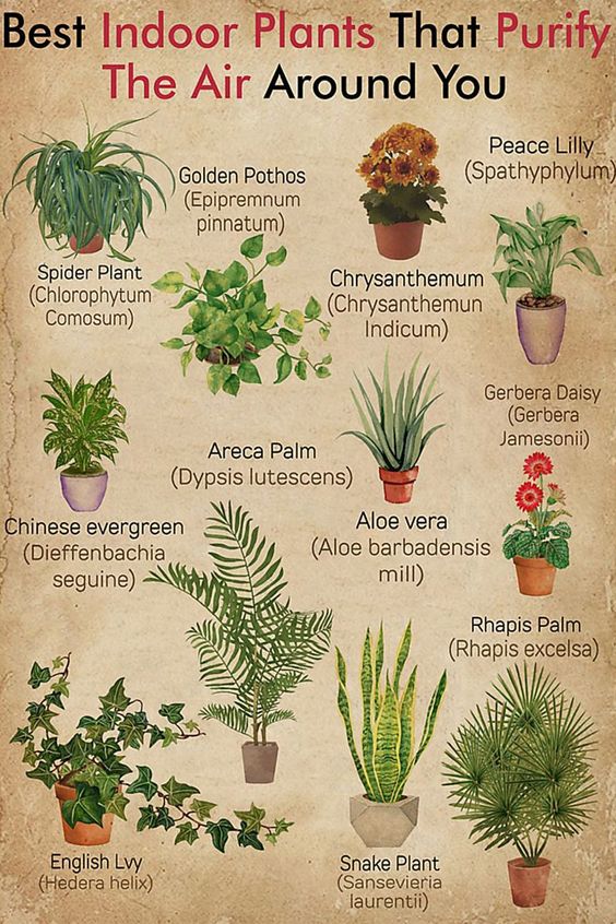 Best Indoor Plants That Purify the Air Around You Poster