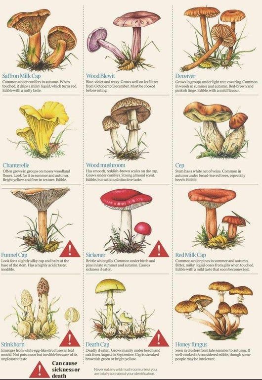 A interesting guide to mushroom and fungi Poster N304, Retro Poster, Vintage Poster