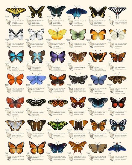 Butterflies of North America Poster