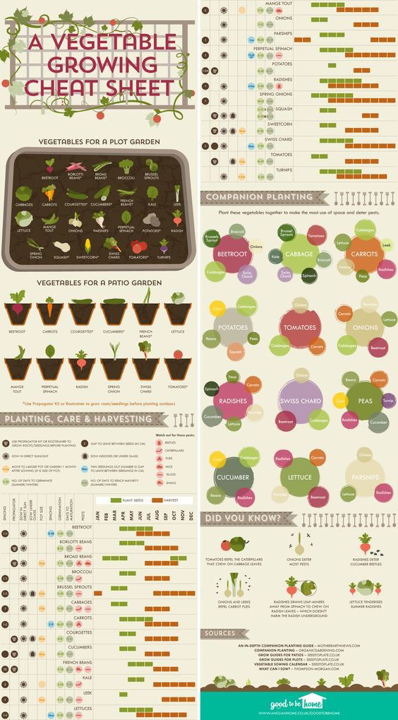 A Vegetable Growing Cheat Sheet Poster, Retro Poster, Vintage Poster