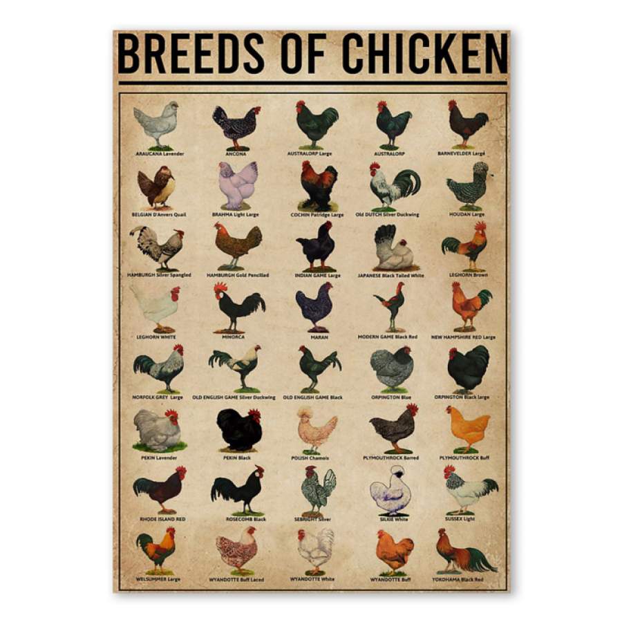 Breeds Of Chicken Custom Design Giving Farmer Poster Canvas Art, Poster print, Wall Art