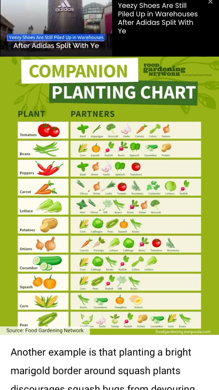 Companion Planting Chart Poster