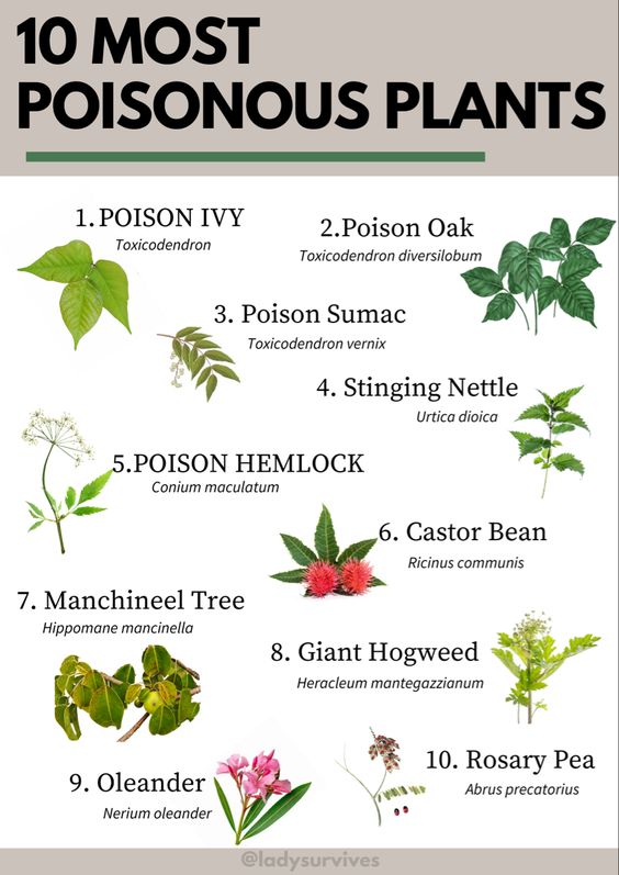 10 Most Poisonous Plants Poster