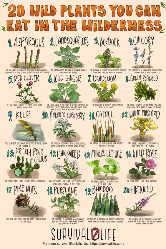 20 Edible Wild Plants You Can Eat In The Wilderness Poster