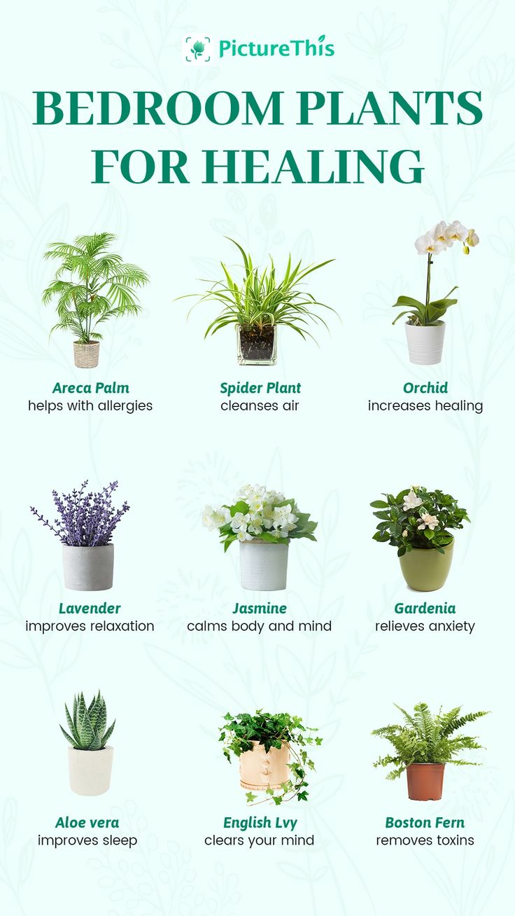 Bedroom Plants for Healing Poster