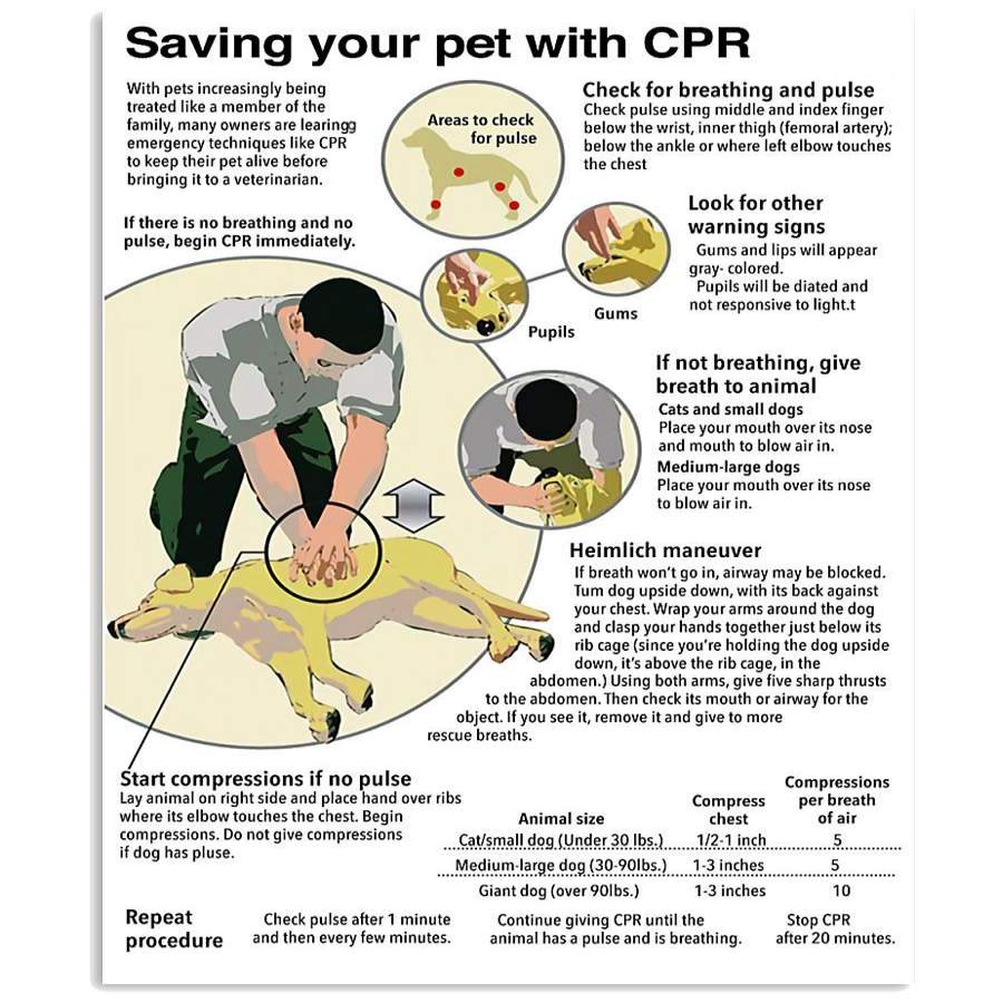 Veterinarians Saving Your Pet With CRP Design For Animal Lovers Vertical Poster Canvas, Poster print, Wall Art